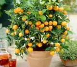 Sweet Chinese orange Fruit plant Grafted