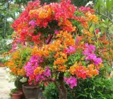 Bonsai Bougainville plant (10 colour grafting)