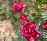Rose Grafting flowers plant