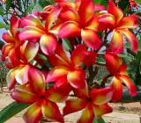 Orange And White Tropical Frangipani Plumeria Flower