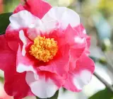 variegated pink and white camellia