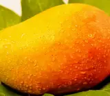 Kesar Mango ( Grafting ) Fruit Plant