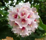 DOMBEYA FLOWERING PLANT(WHITE)