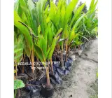 Kerala, Coconut – Plant FRUIT PLANTS