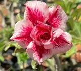 Adenum Rose Variety Grafted Plants