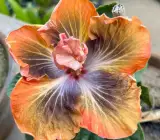 Australian Hibiscus Flowers Plants