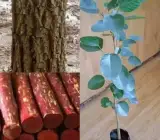 Red Chandan Seedling Plant