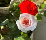 Combo Rose Flower Plant