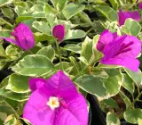 Chinese Blue Berry Bougainvillea