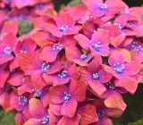 Hybrid Hydrangea FLOWERING plants(RED)