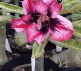 Adenum Rose Variety Grafting Plant