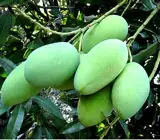 Thai All Time Mango-Grafting Fruit Plants