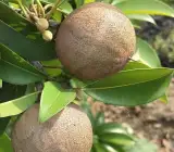Kalapati Chiku (Saphota) Grafting Fruit Plant
