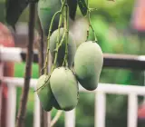 Amrapalli Mango Plant (Grafted)