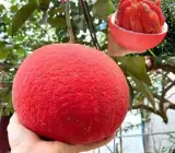 Vietnam Sweet Red Pomelo Lemon Dwarf Varieties Fruit Plant