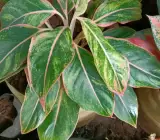 Aglaonema Siam Aurora Live Plant