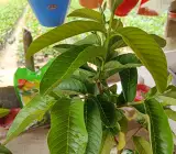 L-49 Guava-frut plant