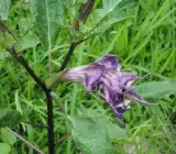 Raj Dhutra FLOWERING PLANT