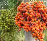 Superi plants