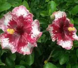 Austrian Hibiscus plant (PURPLE MAGIC)