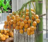 Betel Nut Dwarf Plant
