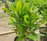 Miracle Fruit Live Plant – Synsepalum Dulcificum Premium Exotic Berry Plant