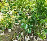Black Jamun Fruit Plant