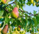 Pear Plant – Grafted and Hybrid Plant