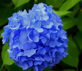 Hybrid Hydrangea FLOWERING plants(BLUE)