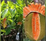 Red Jack Fruit ( grafting) Plant )