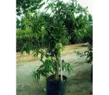 Banaganpalli ( Grafting ) Mango Fruit Plant