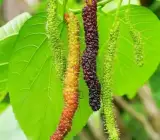 Brazilian Hybrid Mulberry Fruit Plant – Sweet Long Mulberry Live Plant