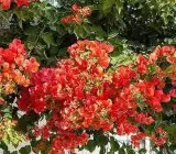 Honey Red Bougainvellia