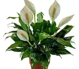 Peace Lily flower plant