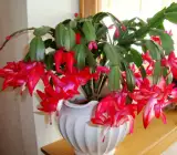 CHRISTMAS CACTUS PLANT