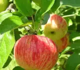 Apple Gold ( Grafting) - Fruit Plant