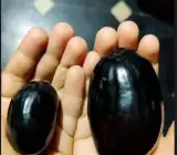 KG-10 Jamun Live Fruit Plant – Large Sweet & Juicy Black Jamun