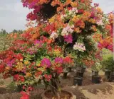 Bonsai Bougainville plant (10 colour grafting)