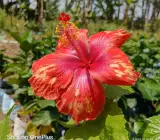 Austrian Hibiscus Flowers Plants (TIGER SHADE)