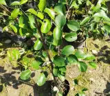 Grafting All Time Red Apple Ber- fruit Plants