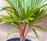 Sampen Pum plant