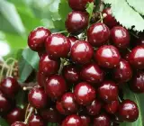 Malyan Cherry Grafted & Hybrid Fruit Plant – Premium Live Plant