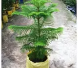 Araucaria Cunninghamii (orcriya cuki)
