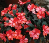 Impatiens Flower Plant(WHITE AND ORANGE)