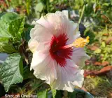 Austrian hibiscus- Grafting Plants ( white and Red )