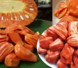 Red Jack Fruit ( grafting) Plant )
