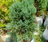Blue pine plant