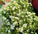 Madhu Kamini Dwarf Flower Plant