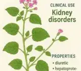 Punarnava Live Plant – Boerhavia Diffusa Ayurvedic Herbal Plant for Home Garden