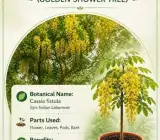 Amaltas Golden Shower Live Plant – Cassia Fistula Yellow Flowering Tree